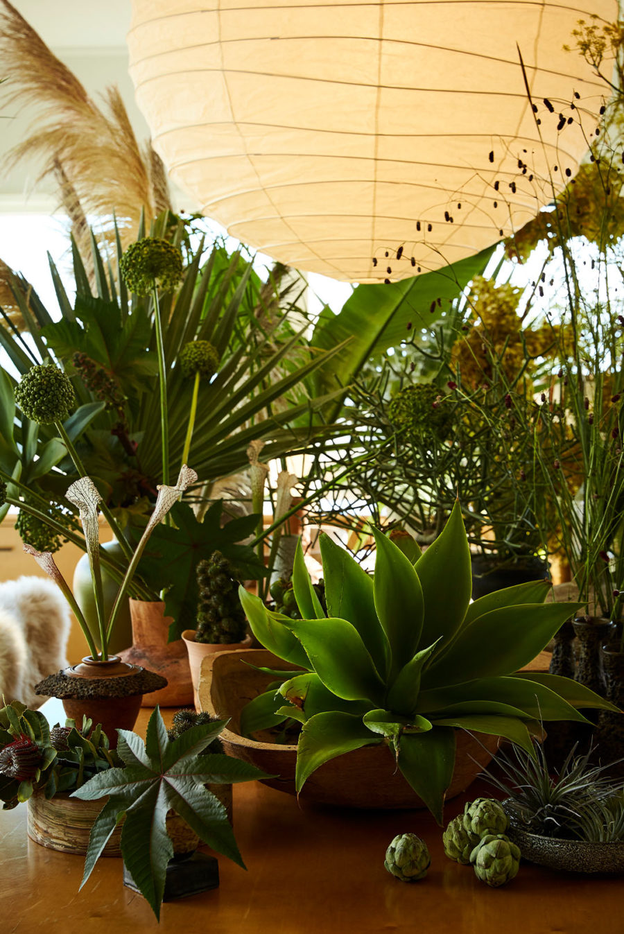 Plants inside a home