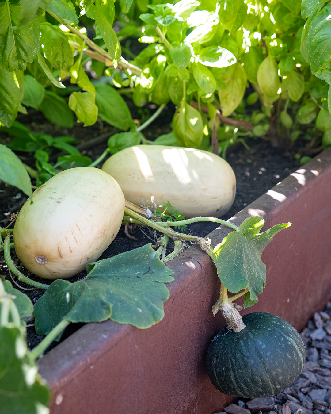 Kim Kardashian&#8217;s home garden gourd