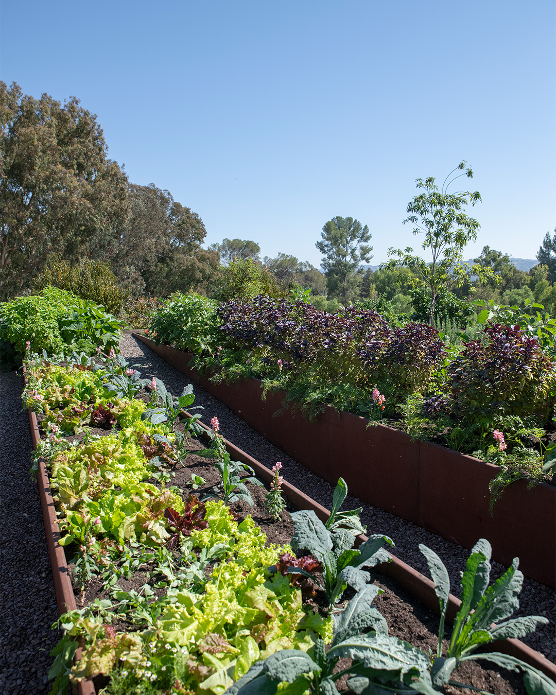 An Exclusive Tour of Kim’s Home Garden