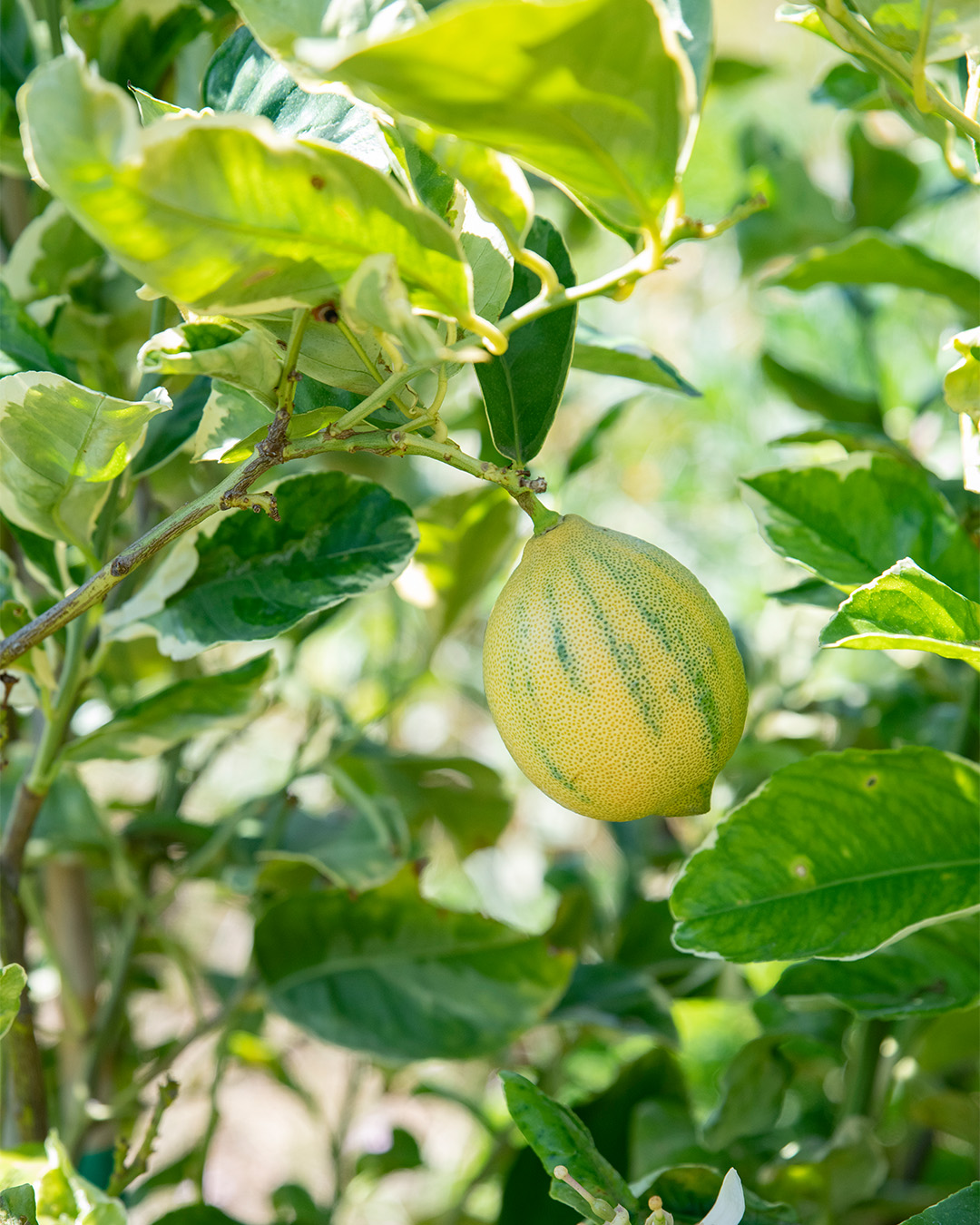 Kim Kardashian&#8217;s home garden pink lemonade