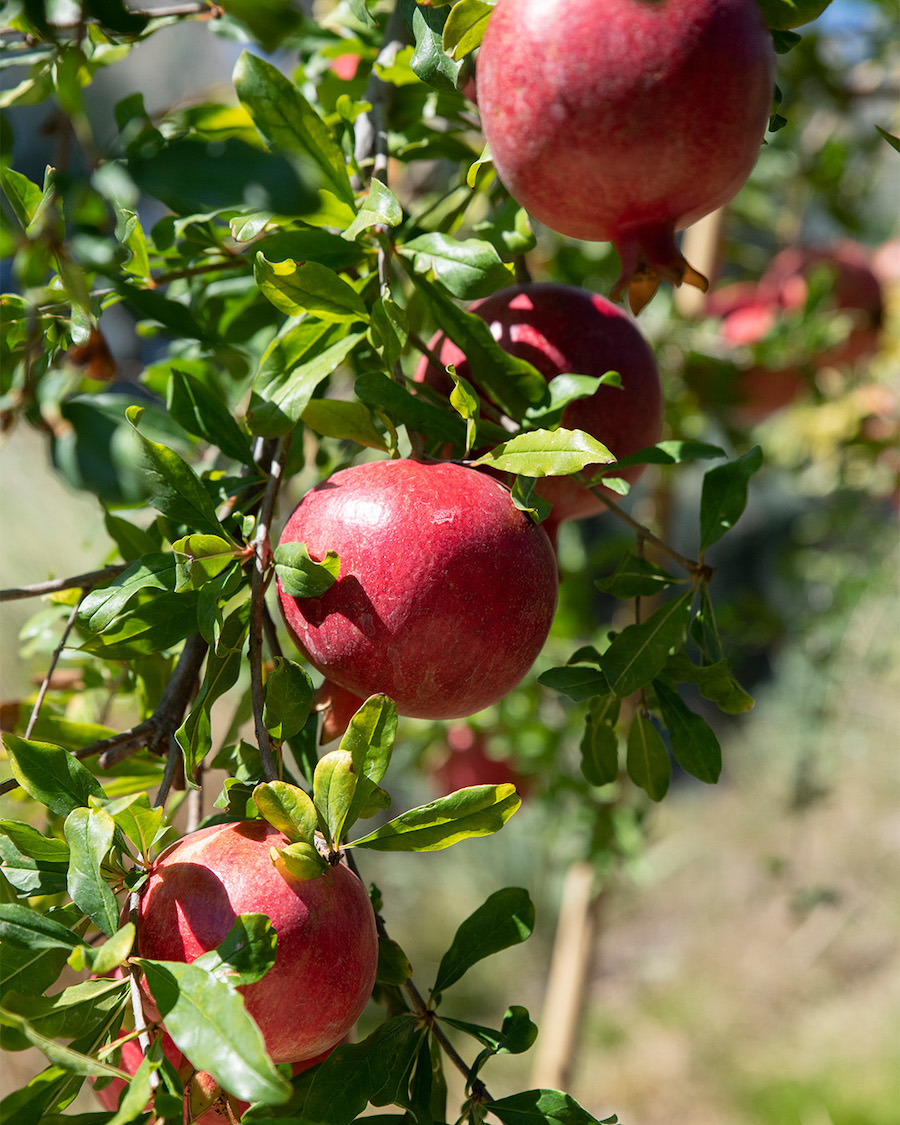 Kim Kardashian&#8217;s home garden pomegranates