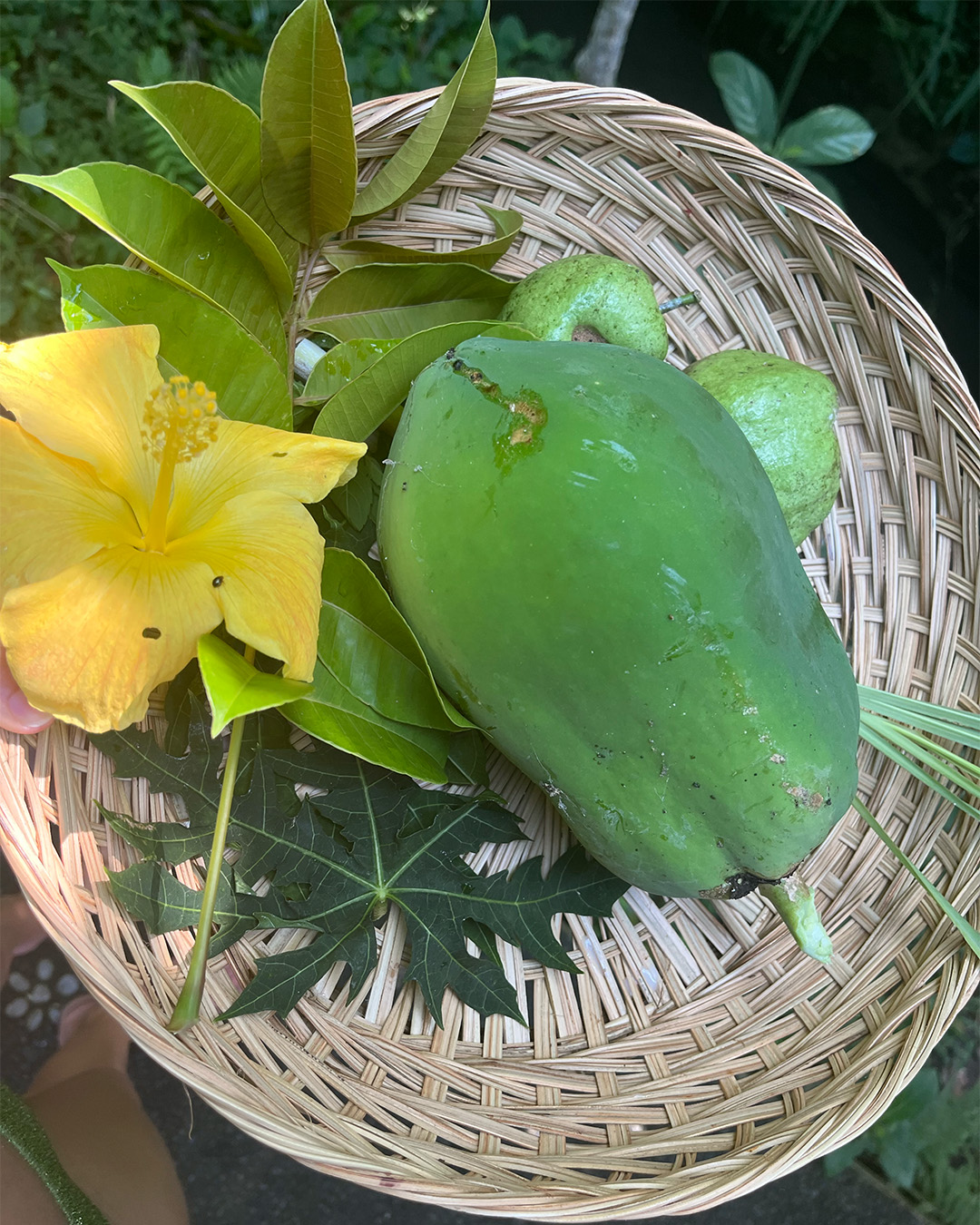 Vegetable and leaves picked from trees in a woven brown basket