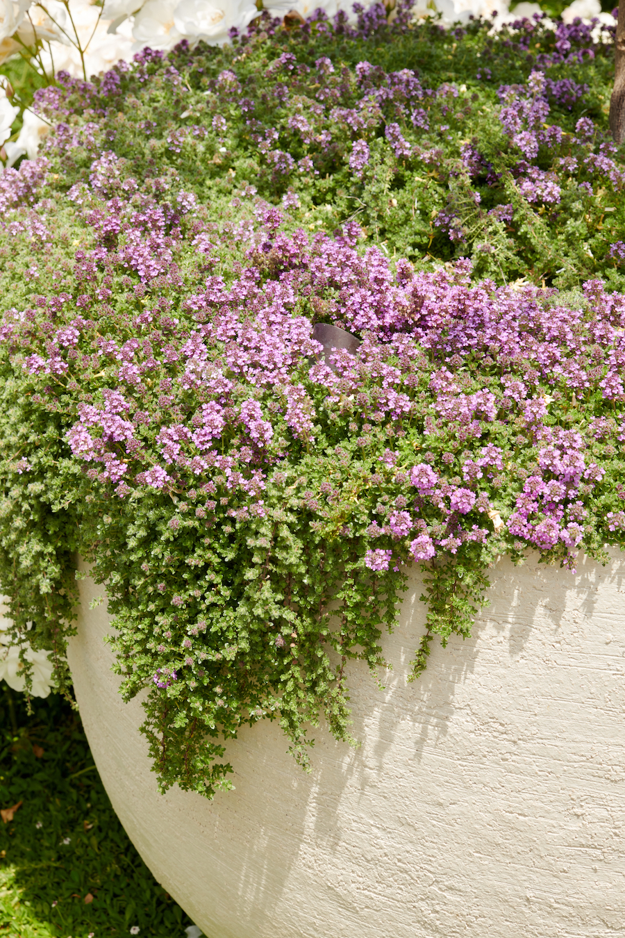 small light purple flowers and green leaves in white flower pot