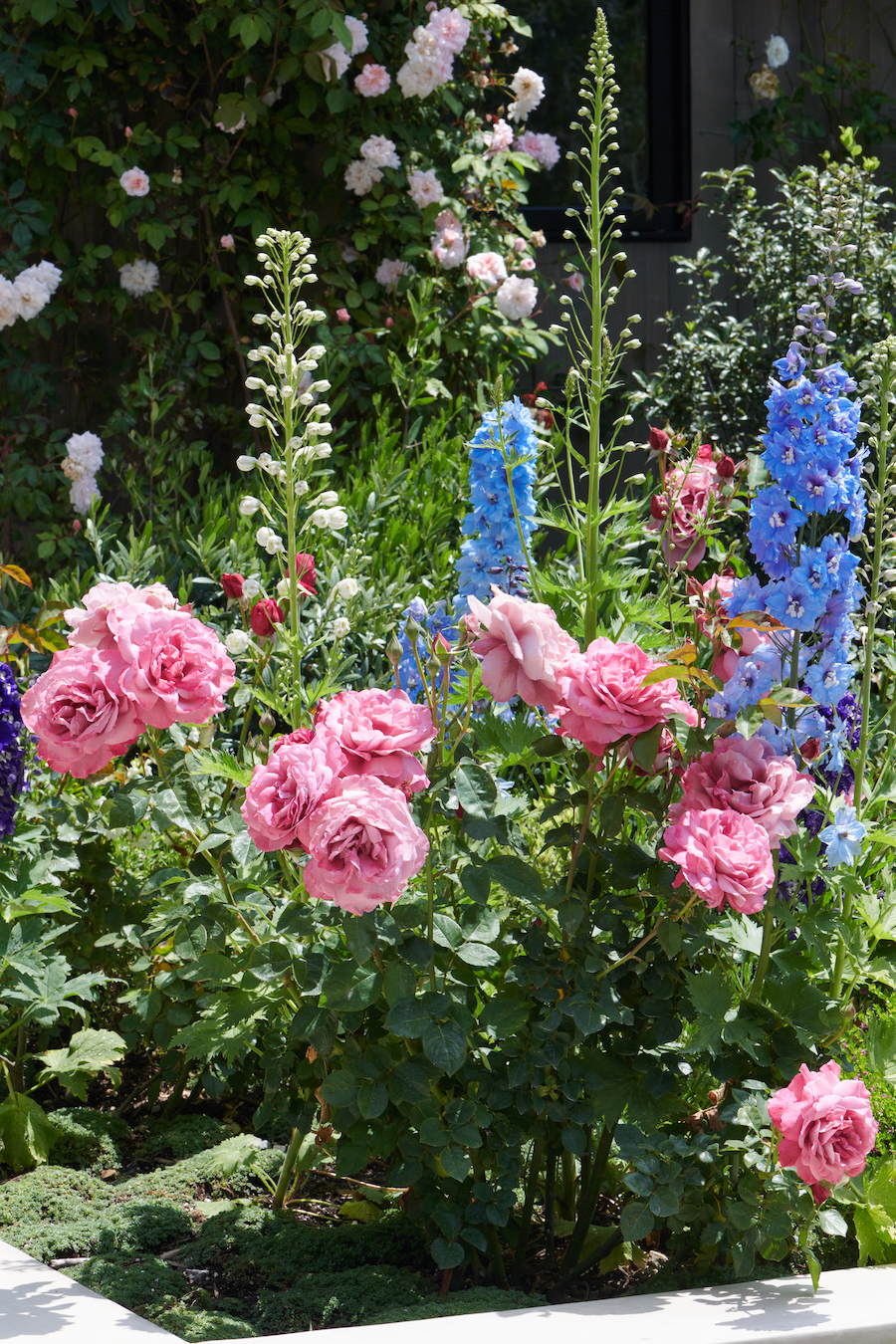 pink roses, light blue flowers and small white flowers in garden