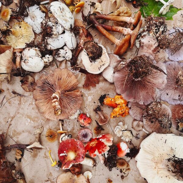 Adaptogens 101: What They Are and How They May Help with Stress